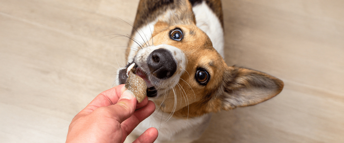 Can Dogs Eat Salmon Skin?