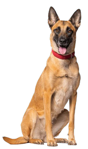 German Shepherd dog wearing a red collar on a white background
