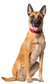 German Shepherd dog wearing a red collar on a white background