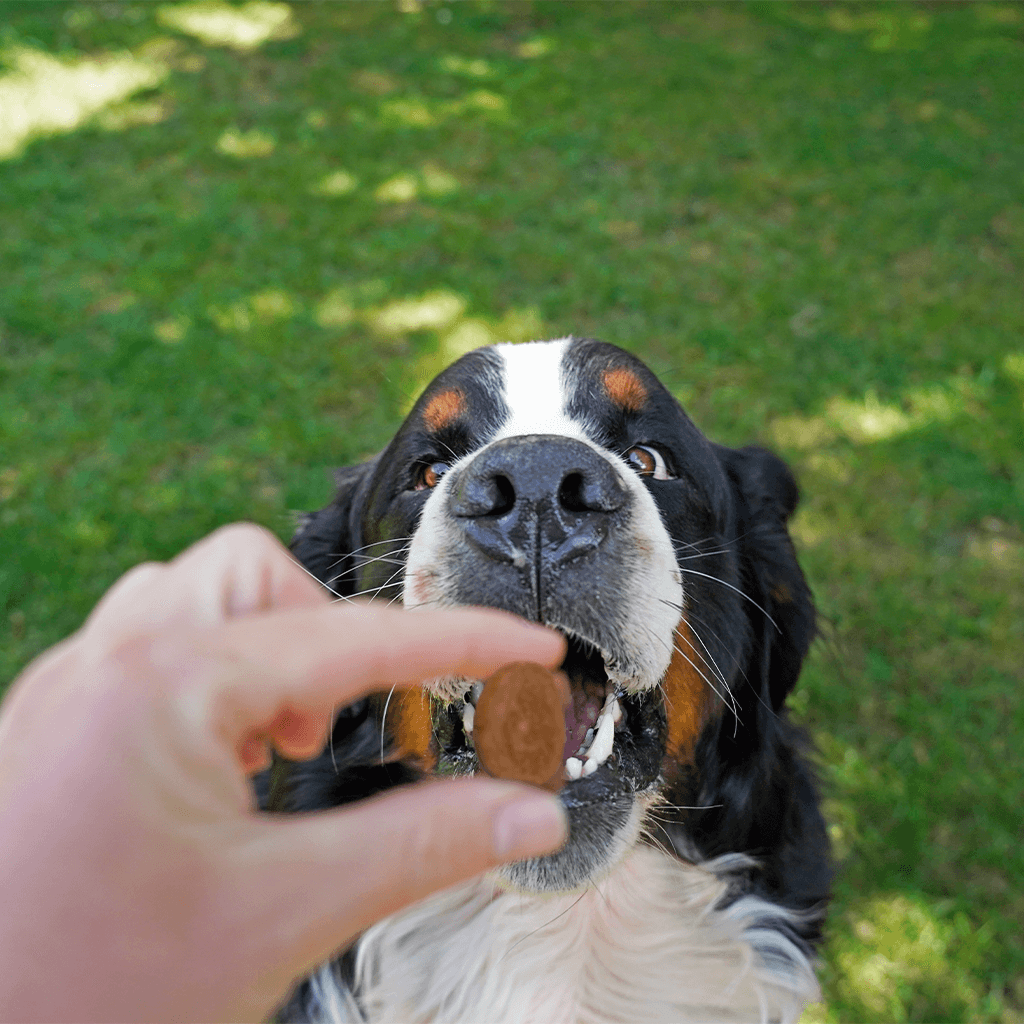 Dog eagerly waiting for a treat held by a person outdoors on grass