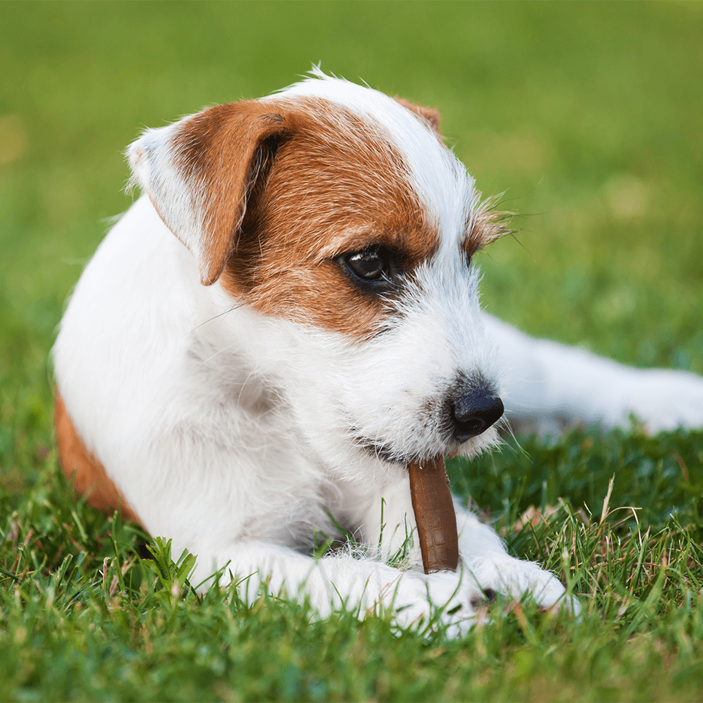 Dog chewing on a treat in the grass
