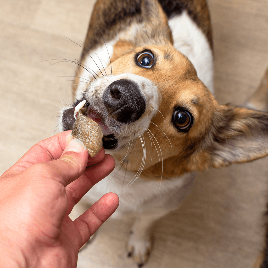 Dog taking a treat from a person's hand with a close-up focus on the interaction.